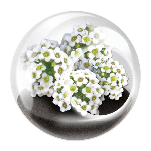 Tiny Terrarium