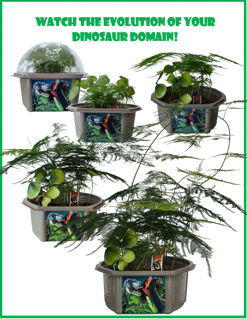 Build You Own Terrarium - Assorted